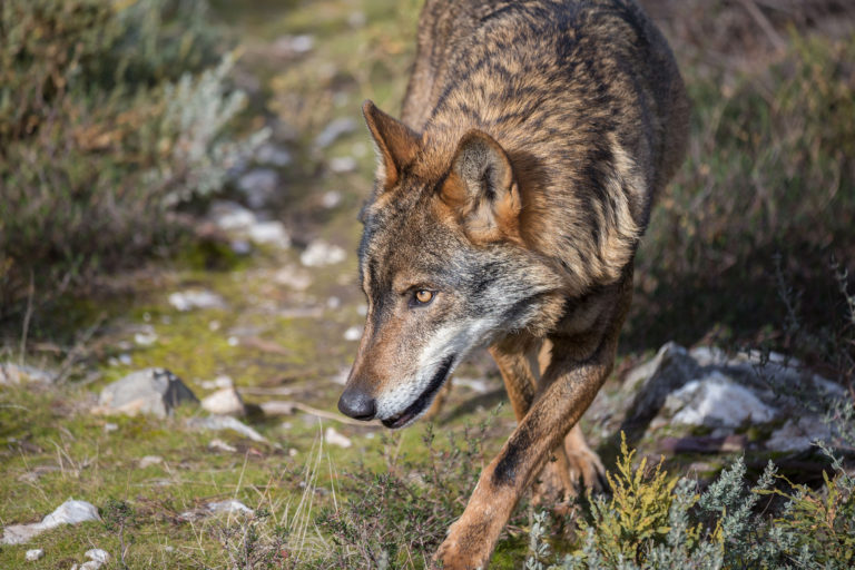 Recuperação de lobo e lince-ibéricos