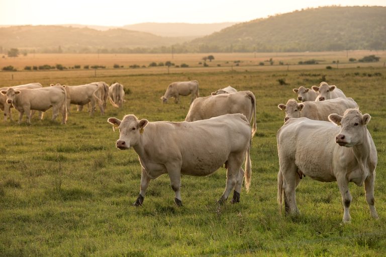 Câmara do Sabugal atribuiu apoio ao sector agropecuário